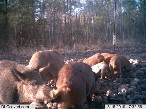 cheap north carolina hog hunts